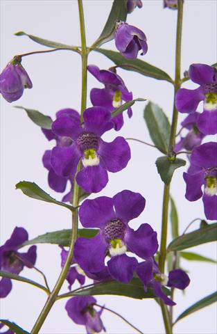 Foto fiore da  Vaso, aiuola, balcone, basket Angelonia angustifolia Blue