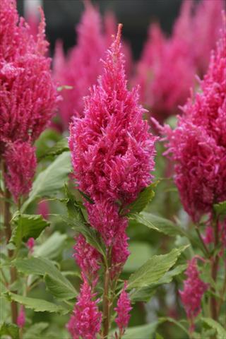 Foto fiore da  Vaso Celosia plumosa Sunday Dark Pink