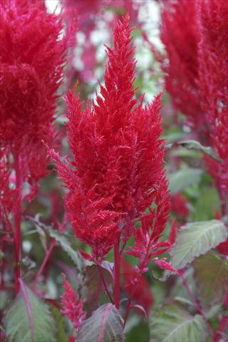 Foto fiore da  Vaso Celosia plumosa Sunday Red