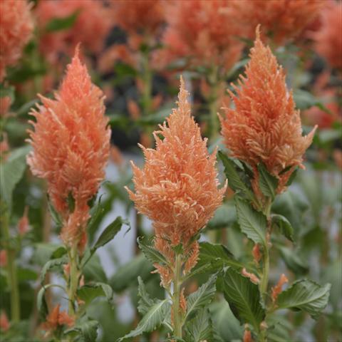 Foto fiore da  Vaso Celosia plumosa Sunday Salmon