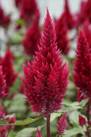 Foto fiore da  Vaso Celosia plumosa Sunday Wine Red