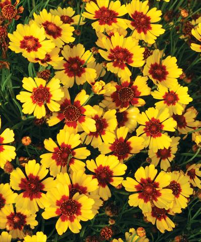 Foto fiore da  Vaso e aiola Coreopsis grandiflora Pineapple Pie