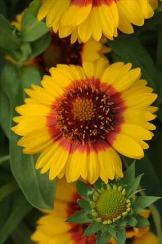 photo of flower to be used as: Bedding / border plant Gaillardia Mesa F1 Bright Bicolour