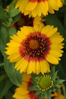 Mesa F1 Bright Bicolour