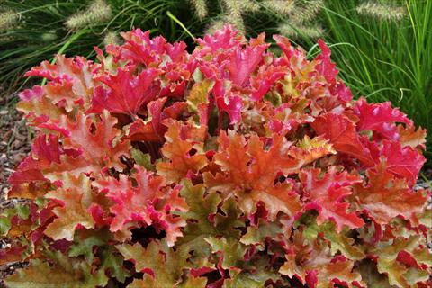 Foto fiore da  Vaso e aiola Heuchera Marmalade