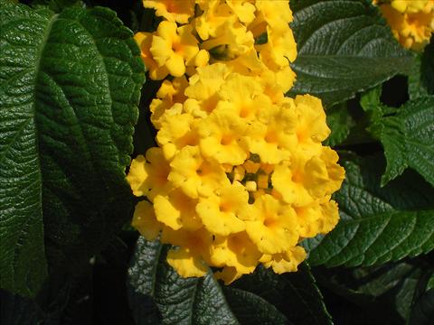 Foto fiore da  Vaso, aiuola, balcone Lantana camara Simon Gelb