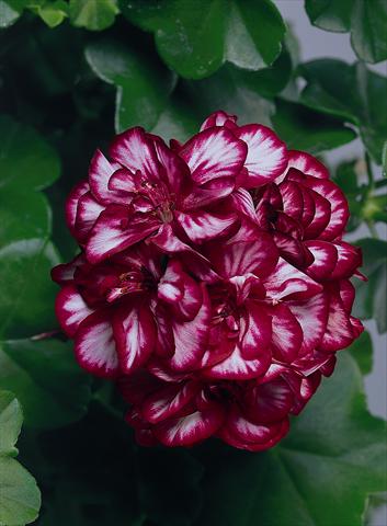 Foto fiore da  Aiuola, balcone, basket Pelargonium peltatum pac® Mexica Tomcat