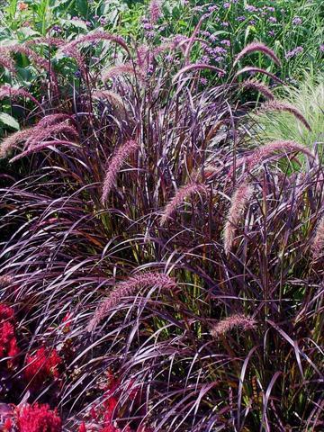 Foto fiore da  Aiuola e/o bordura Pennisetum setaceum Rubrum