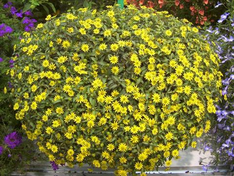 photo of flower to be used as: Bedding / border plant Sanvitalia Sanvitos Little Penny