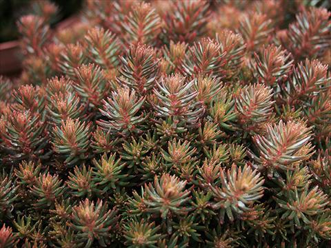 photo of flower to be used as: Pot and bedding Sedum Chocolate