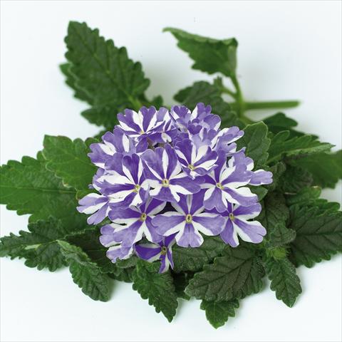 Foto fiore da  Vaso, balcone, basket Verbena Star Dreams Blue Star