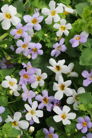photo of flower to be used as: Pot, bedding, patio 2 Combo Fuseables® Utopia