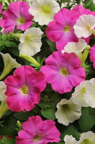 photo of flower to be used as: Pot, bedding, patio 2 Combo Fuseables® Vogue