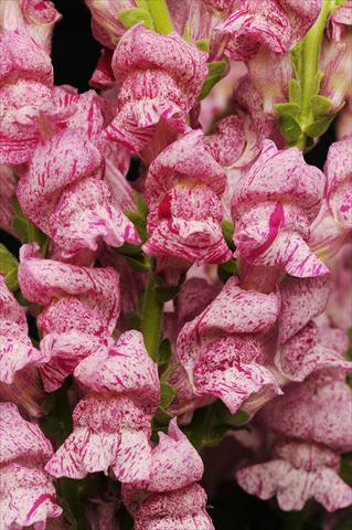 Foto fiore da  Vaso e aiola Antirrhinum majus Purple Twist