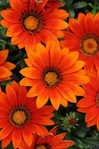 Foto fiore da  Aiuola e/o bordura Gazania rigens New Day F1 Bronze Shades