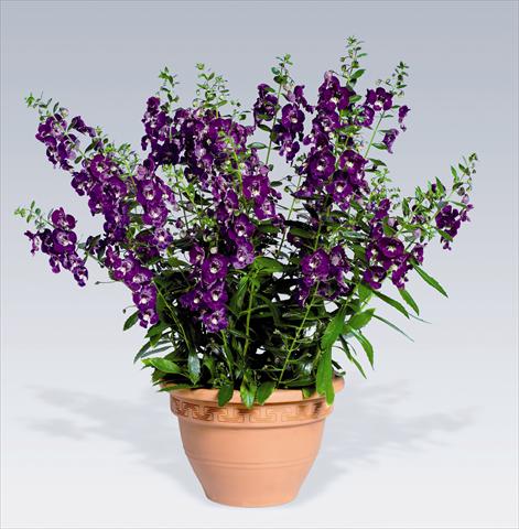 Foto fiore da  Vaso, aiuola, balcone Angelonia angustifolia pac® Adessa Deep Blue