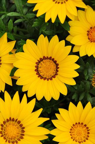 Foto fiore da  Aiuola e/o bordura Gazania rigens New Day F1 Yellow