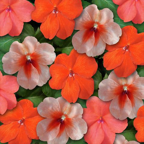 Foto fiore da  Vaso e aiola Impatiens walleriana Super Elfin™ XP Sedona Mixture