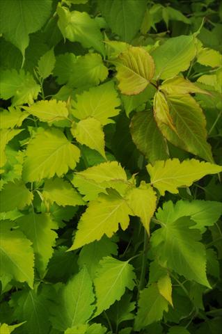 photo of flower to be used as: Bedding / border plant Leycesteria formosa Jealousy