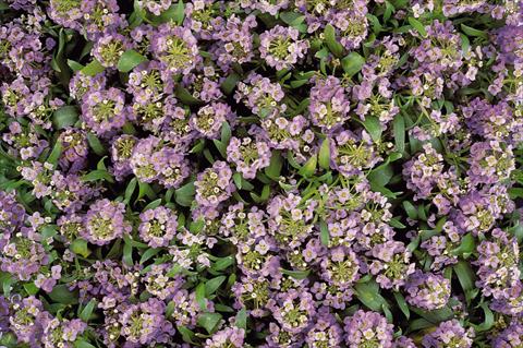 Foto fiore da  Vaso e aiola Lobularia maritima Easter Bonnet Lavender