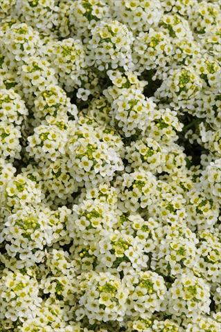 Foto fiore da  Vaso e aiola Lobularia maritima Easter Bonnet Lemonade