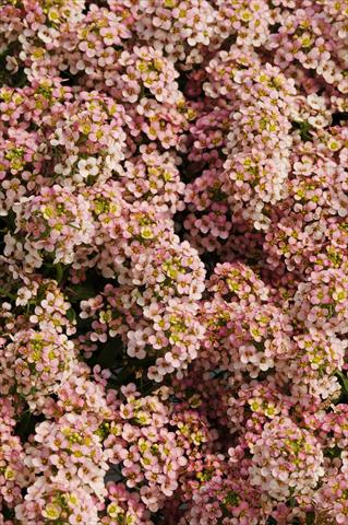 Foto fiore da  Vaso e aiola Lobularia maritima Easter Bonnet Peach