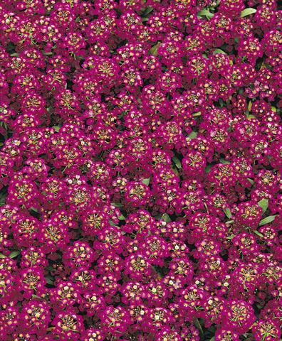 Foto fiore da  Vaso e aiola Lobularia maritima Easter Bonnet Violet