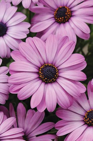 Foto fiore da  Vaso e aiola Osteospermum ecklonis Akila Lavender Shades