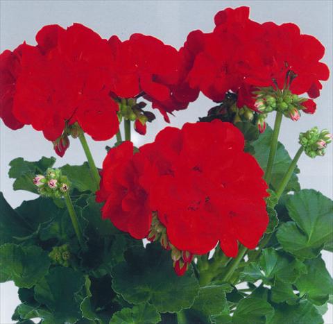 Foto fiore da  Vaso, aiuola, balcone Pelargonium zonale pac® Anthony