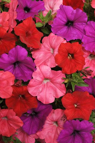 Foto fiore da  Vaso, aiuola, balcone, basket Petunia x hybrida Easy Wave™ South Beach Mixture