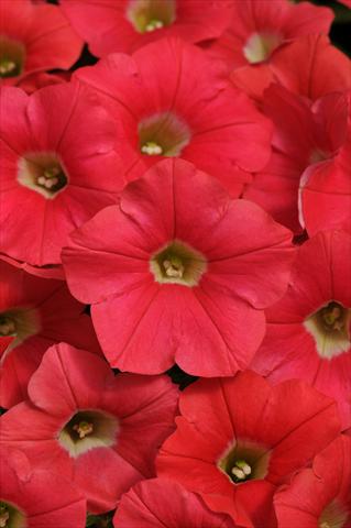 Foto fiore da  Vaso, aiuola, balcone, basket Petunia x hybrida Shock Wave™ Coral Crush