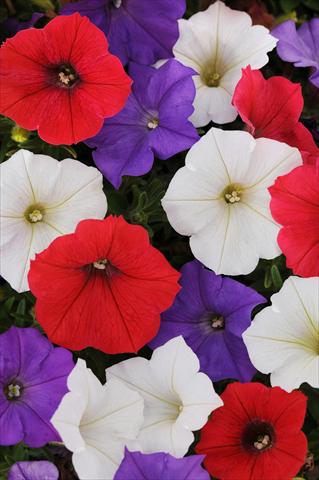 Foto fiore da  Vaso, aiuola, balcone, basket Petunia x hybrida Shock Wave™ Volt Mixture