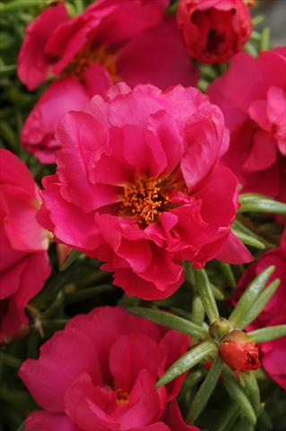 Foto fiore da  Aiuola, balcone, basket Portulaca Happy Hour Fuchsia