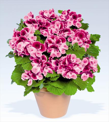 Foto fiore da  Vaso, aiuola, balcone Pelargonium grandiflorum pac® Aristo® Candy