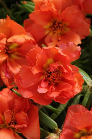 Foto fiore da  Aiuola, balcone, basket Portulaca Happy Hour Orange