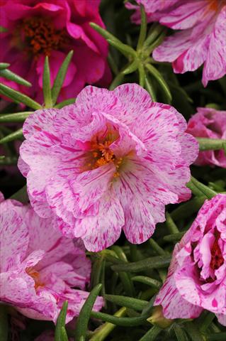 Foto fiore da  Aiuola, balcone, basket Portulaca Happy Hour Peppermint