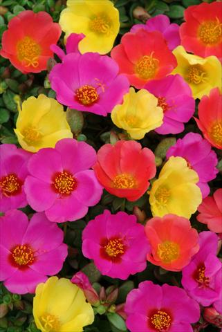 Foto fiore da  Aiuola, balcone, basket Portulaca Toucan Hot Mixture Purslane