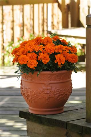 Foto fiore da  Aiuola e/o bordura Tagetes patula Bonanza Deep Orange