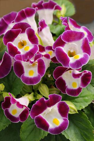 photo of flower to be used as: Pot, bedding, patio Torenia Kauai Burgundy