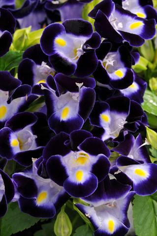 Foto fiore da  Vaso, aiuola, balcone Torenia Kauai Deep Blue