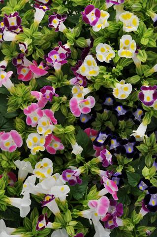 Foto fiore da  Vaso, aiuola, balcone Torenia Kauai Mixture