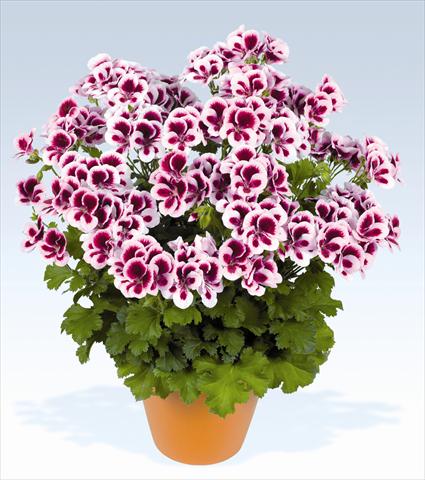 Foto fiore da  Vaso, aiuola, balcone Pelargonium grandiflorum pac® Candy Flowers Bicolor