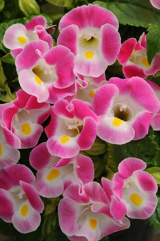 Foto fiore da  Vaso, aiuola, balcone Torenia Kauai Rose