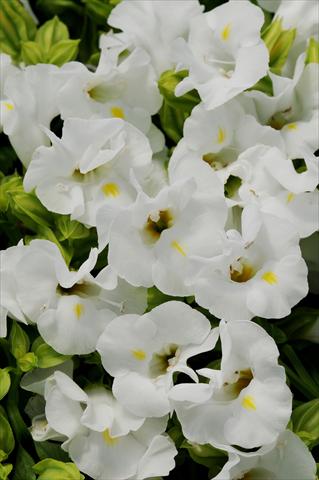 Foto fiore da  Vaso, aiuola, balcone Torenia Kauai White