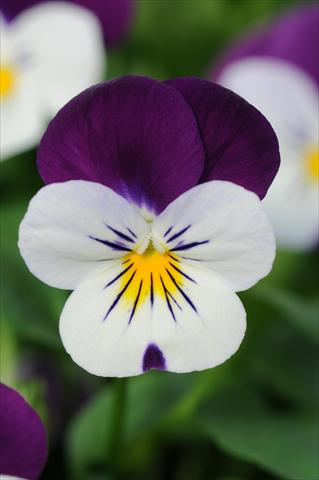 Foto fiore da  Vaso e aiola Viola cornuta Sorbet™ Coconut Duet XP Improved