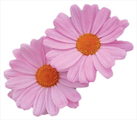 Foto fiore da  Vaso, aiuola, balcone Argyranthemum frutescens Daisy Crazy® Summit Dark Pink