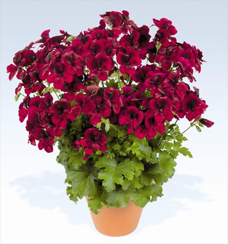 Foto fiore da  Vaso, aiuola, balcone Pelargonium grandiflorum pac® Candy Flowers Dark Red