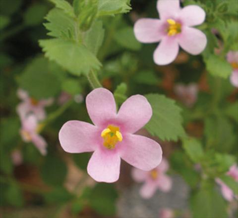 Foto fiore da  Vaso, balcone, basket Bacopa (Sutera cordata) Secrets® Medium Pink