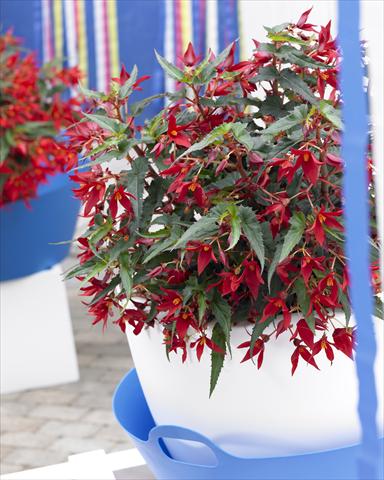 Foto fiore da  Basket vaso o aiuola Begonia boliviensis Crackling Fire® Dark Red