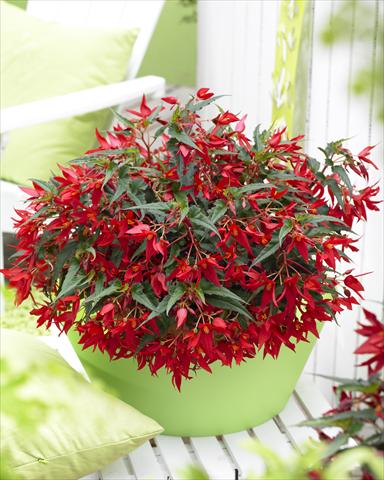 Foto fiore da  Basket vaso o aiuola Begonia boliviensis Crackling Fire® Red